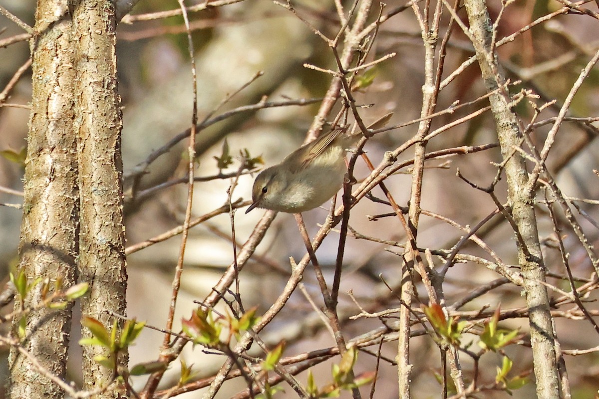 Japanese Bush Warbler - ML619216051