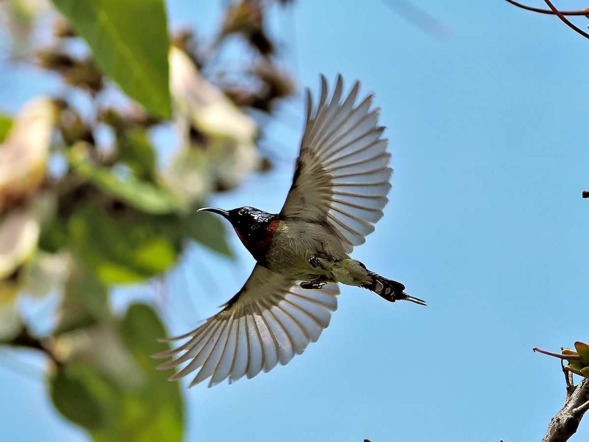 Fork-tailed Sunbird - ML619216071