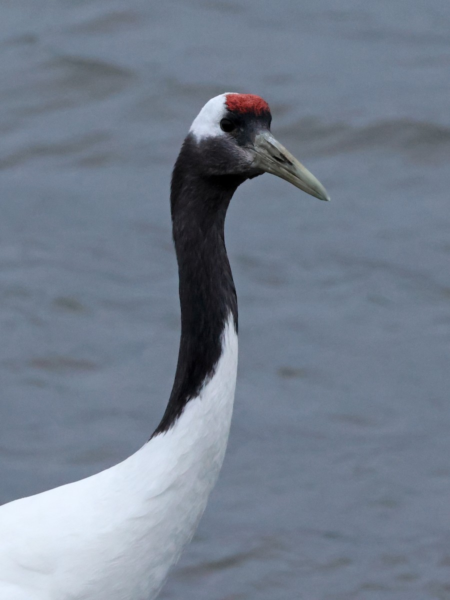 Red-crowned Crane - ML619216117