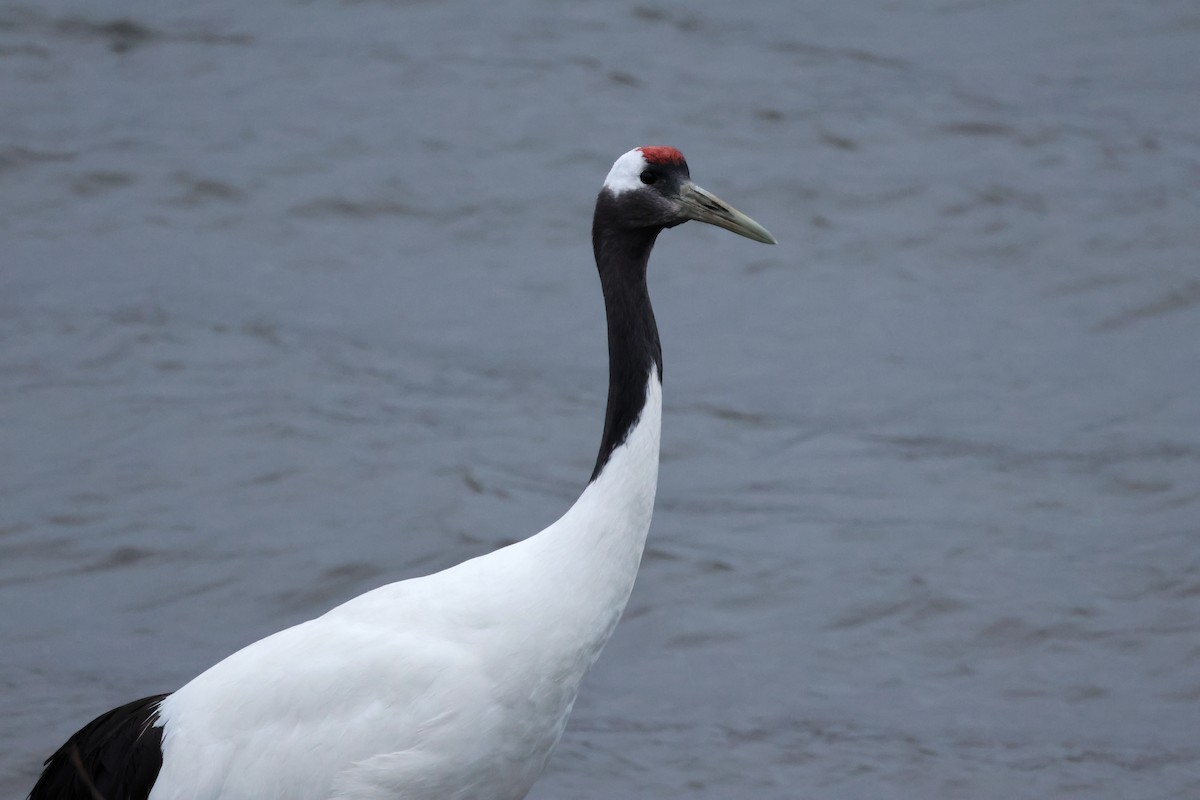 Red-crowned Crane - ML619216118