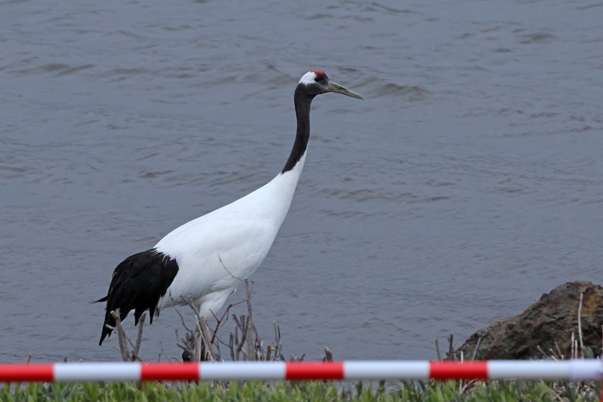 Red-crowned Crane - ML619216119