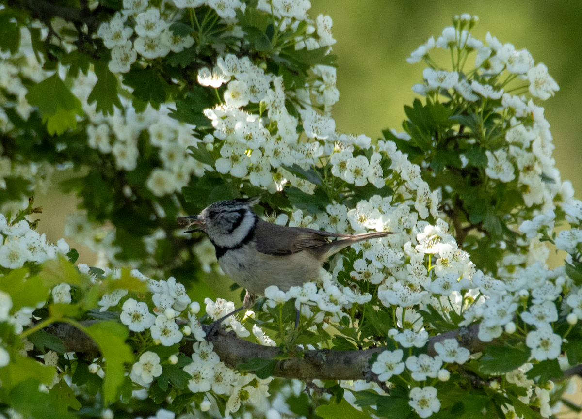 Crested Tit - ML619216140