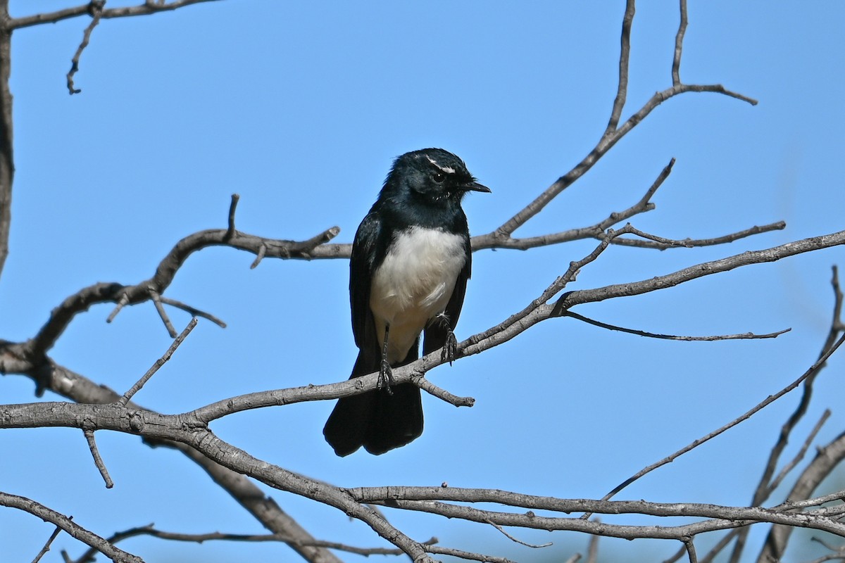 Willie-wagtail - ML619216184