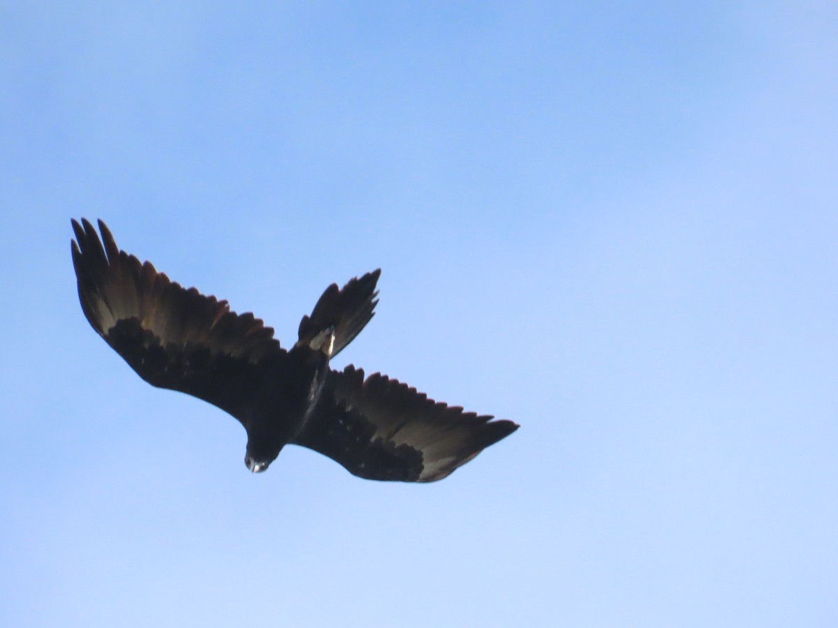Wedge-tailed Eagle - ML619216279