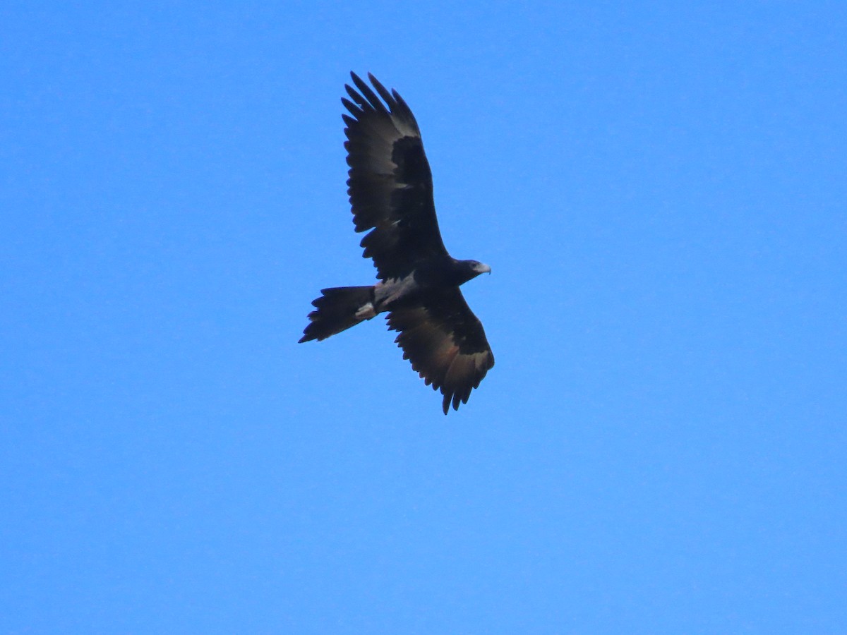 Wedge-tailed Eagle - ML619216280