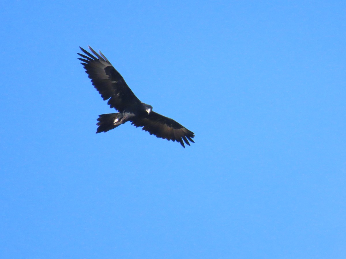Wedge-tailed Eagle - ML619216281