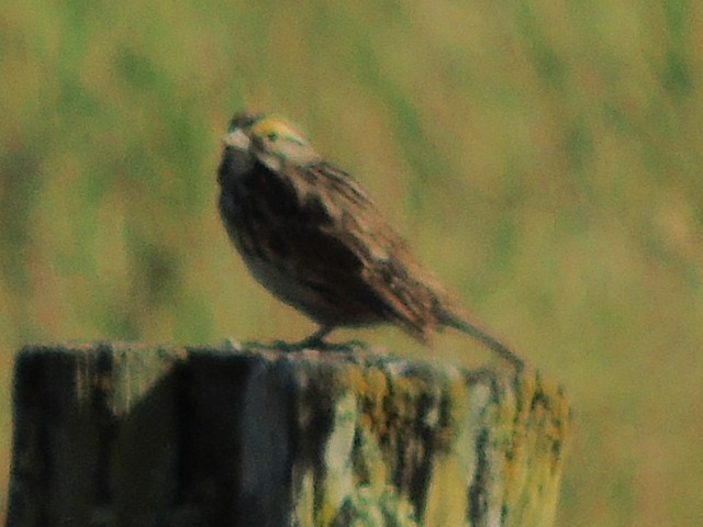Savannah Sparrow - ML619216292