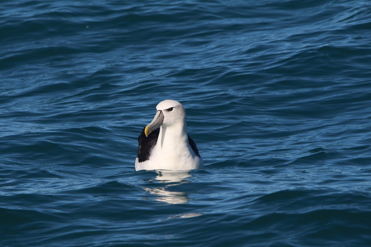 White-capped Albatross - ML619216301