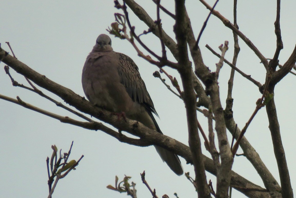 Spotted Dove - ML619216324
