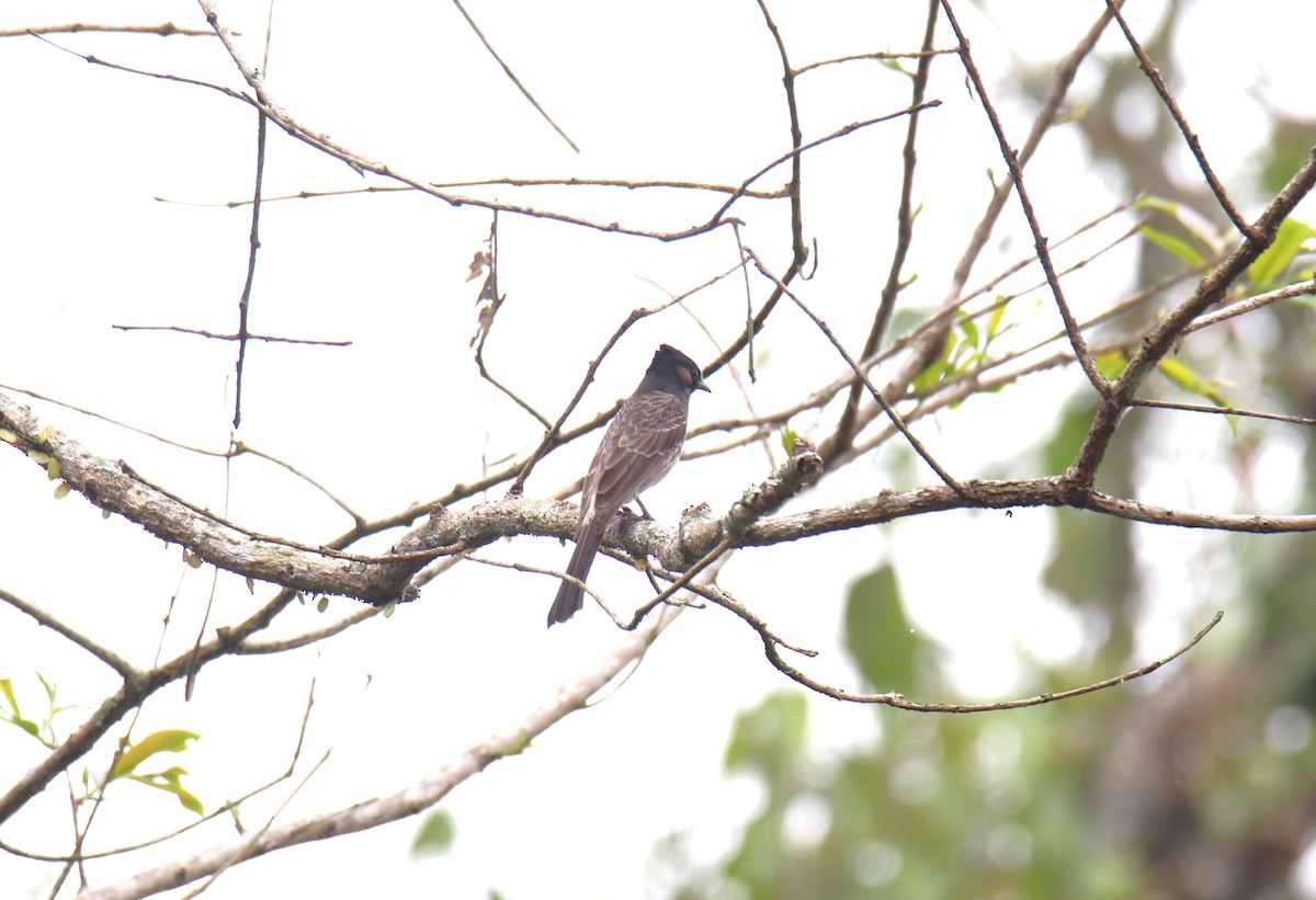 Red-vented Bulbul - ML619216333