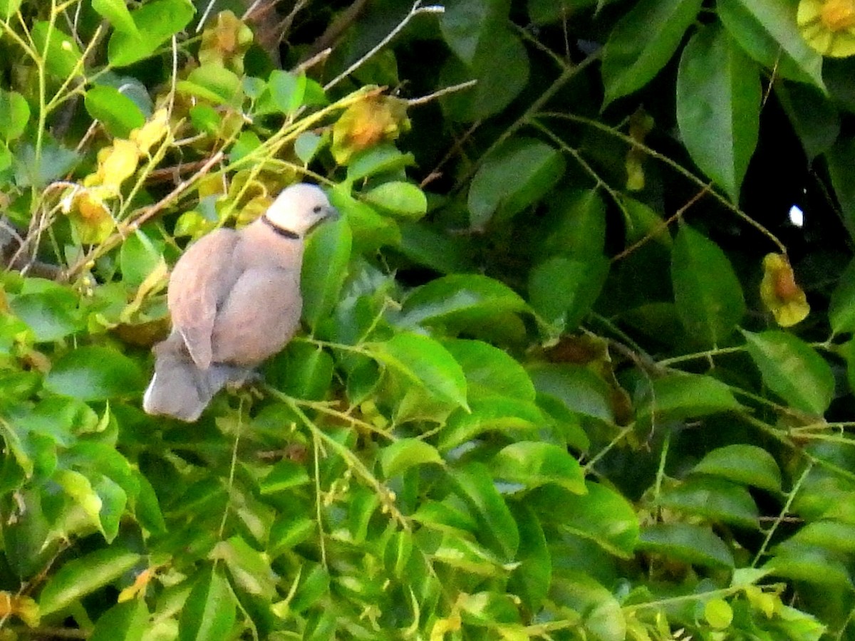 Red Collared-Dove - ML619216347