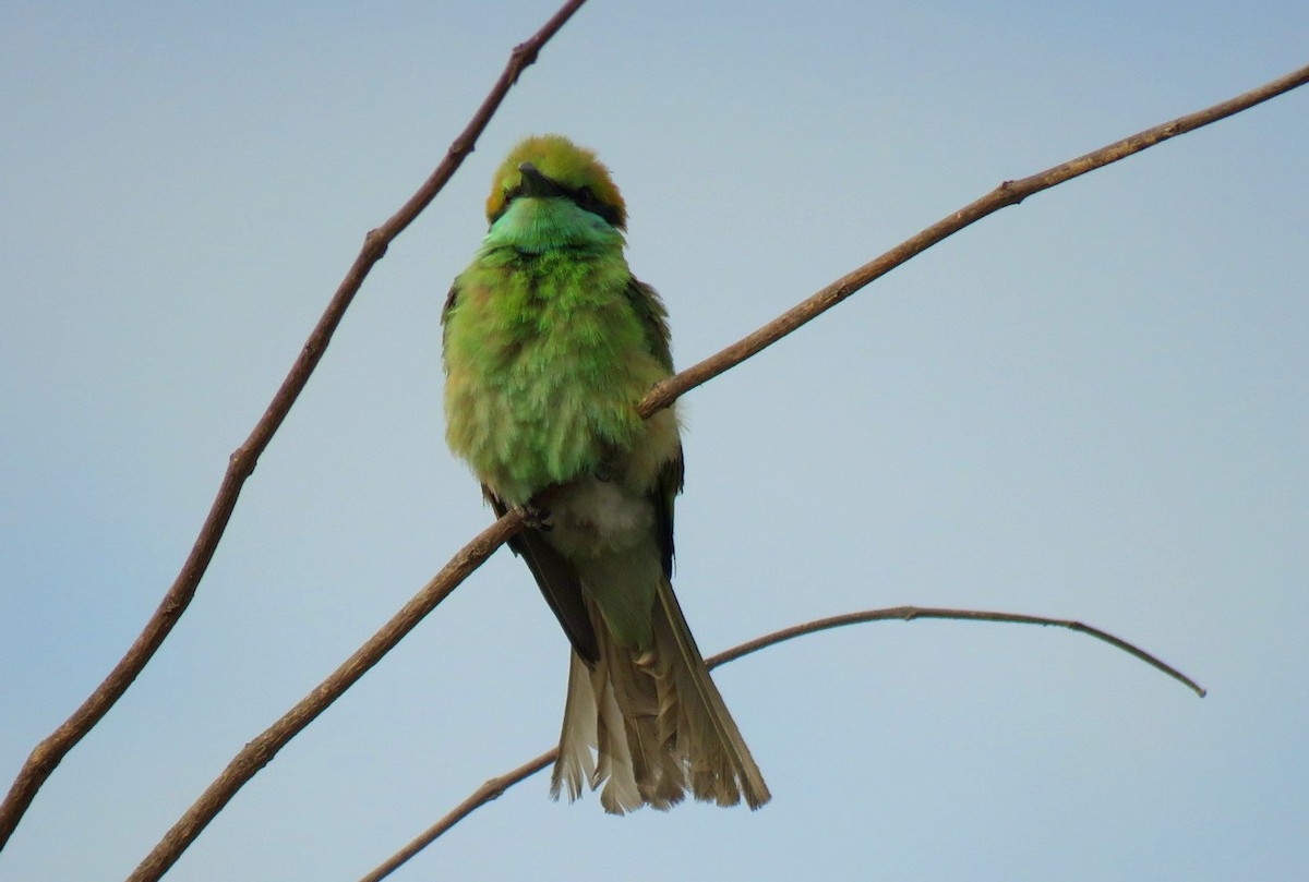 Asian Green Bee-eater - ML619216357