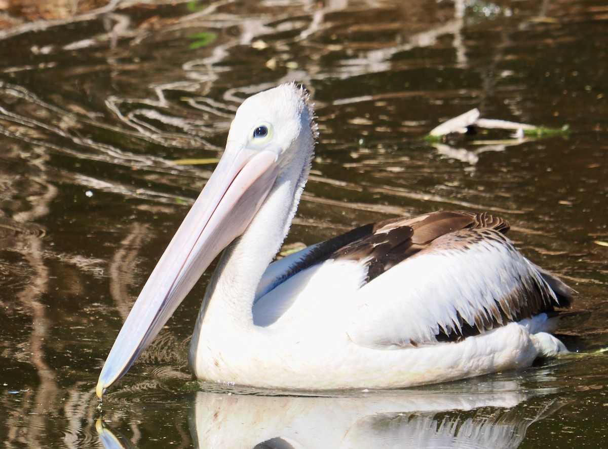 pelikán australský - ML619216396