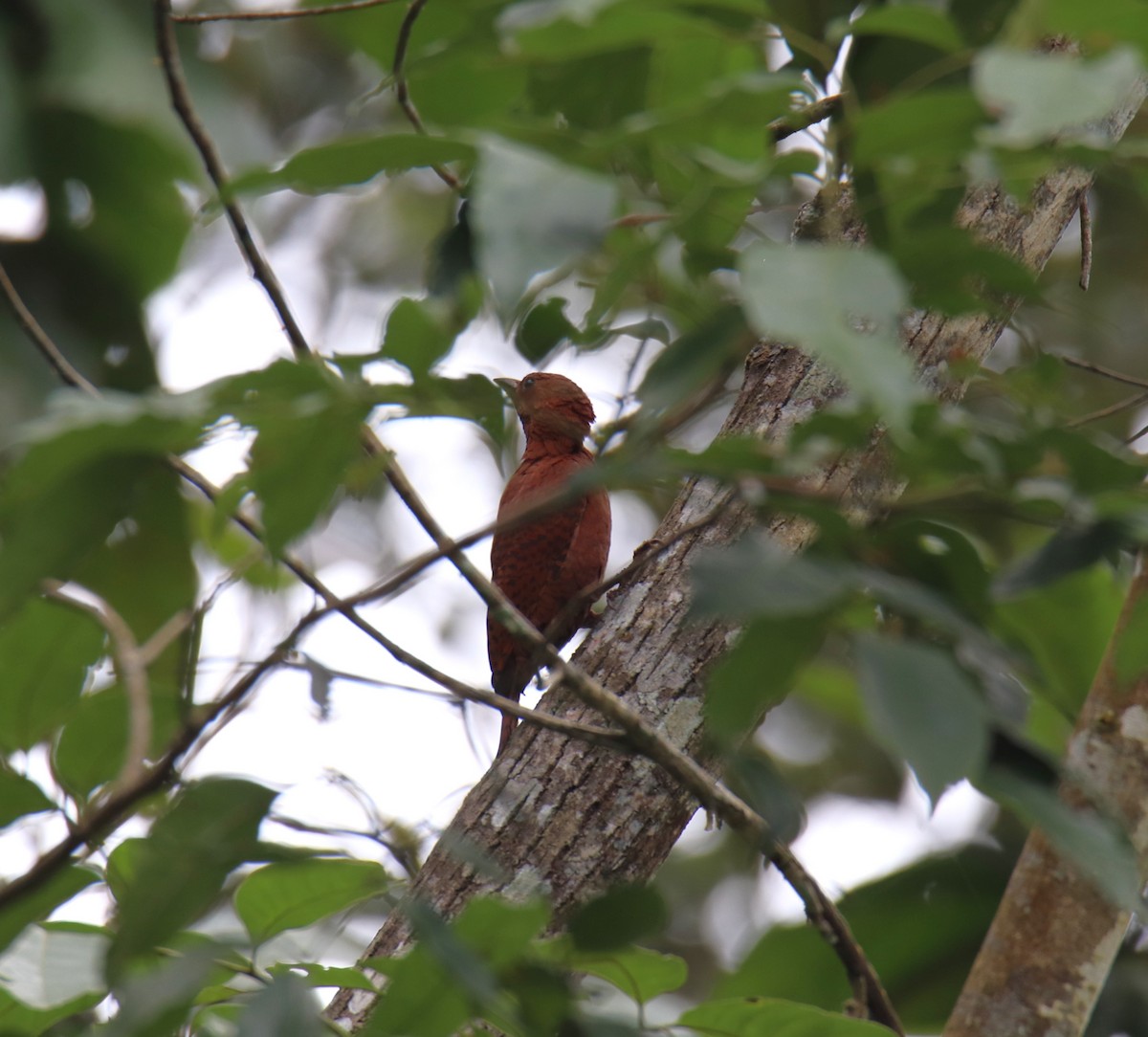 Rufous Woodpecker - ML619216462