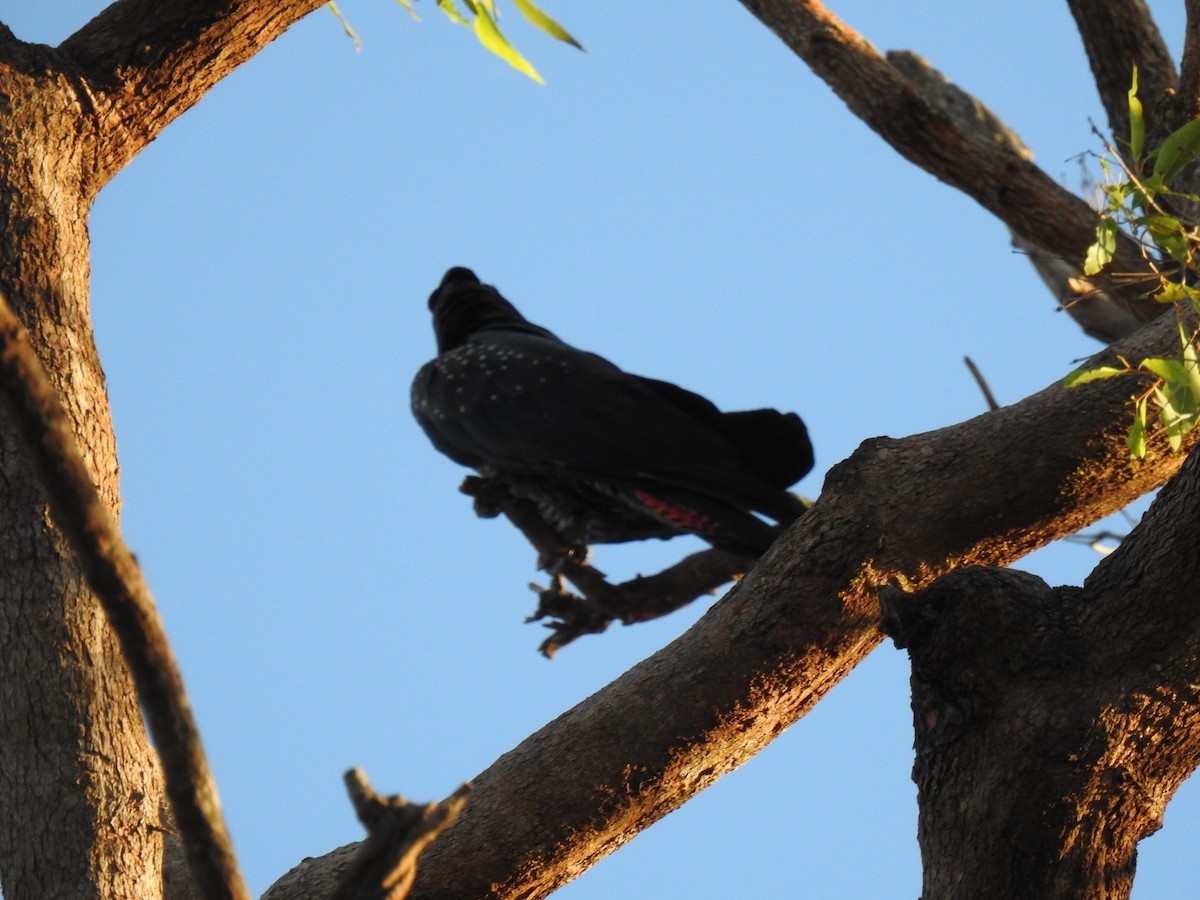 Red-tailed Black-Cockatoo - ML619216550
