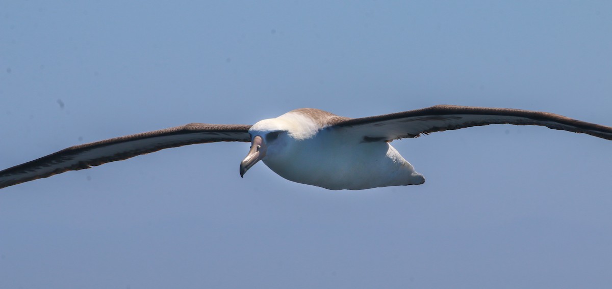 Laysan Albatross - ML619216591