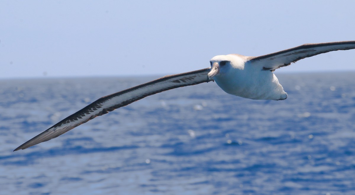 Albatros de Laysan - ML619216593