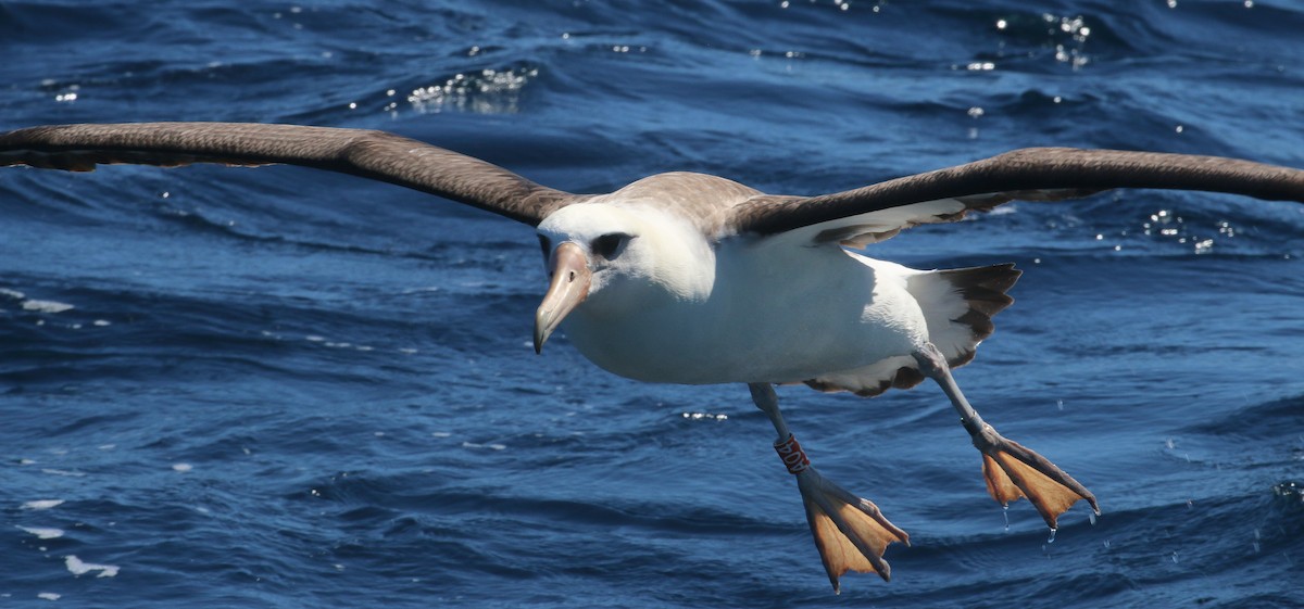 albatros laysanský - ML619216594