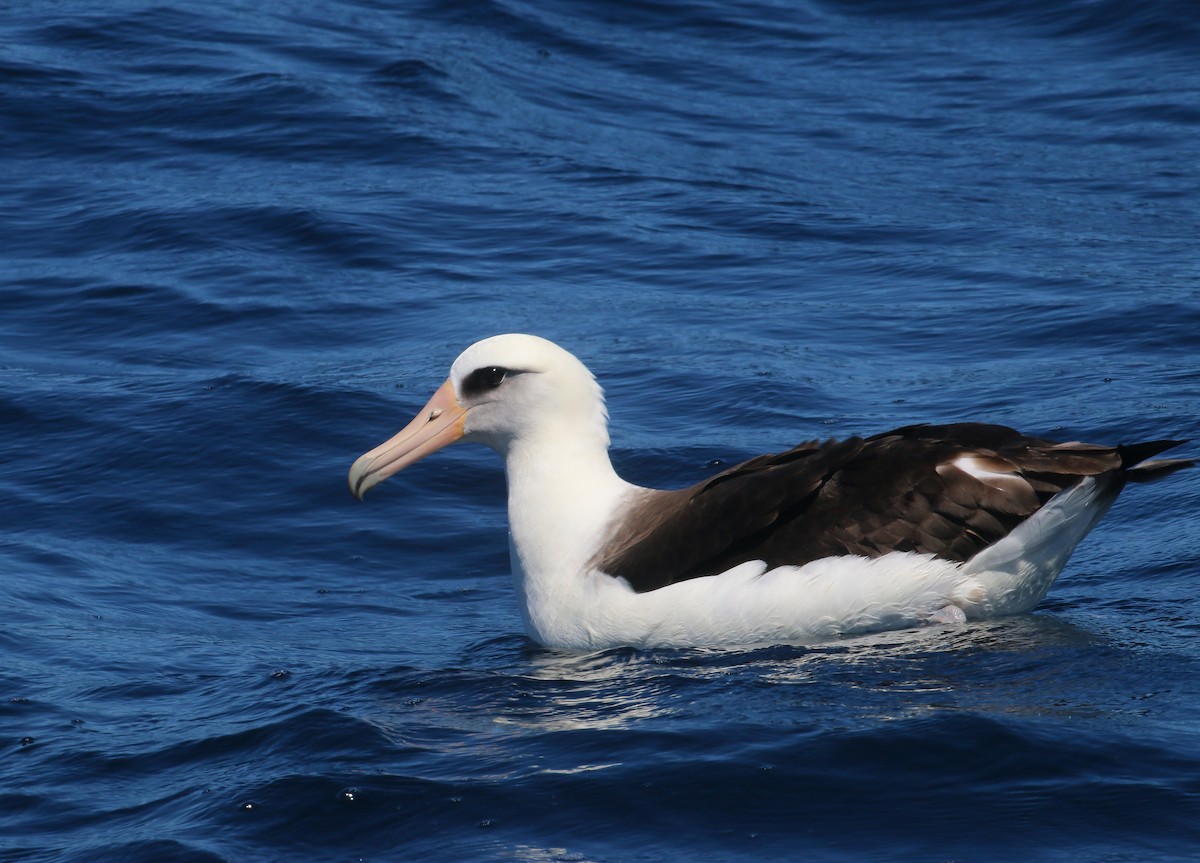 Темноспинный альбатрос - ML619216595