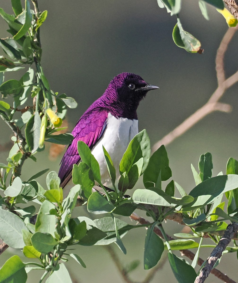 Violet-backed Starling - ML619216596