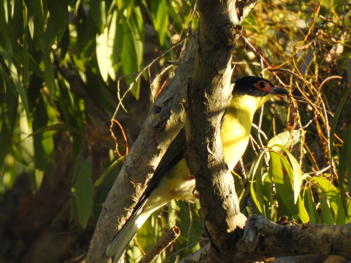 Australasian Figbird - ML619216621