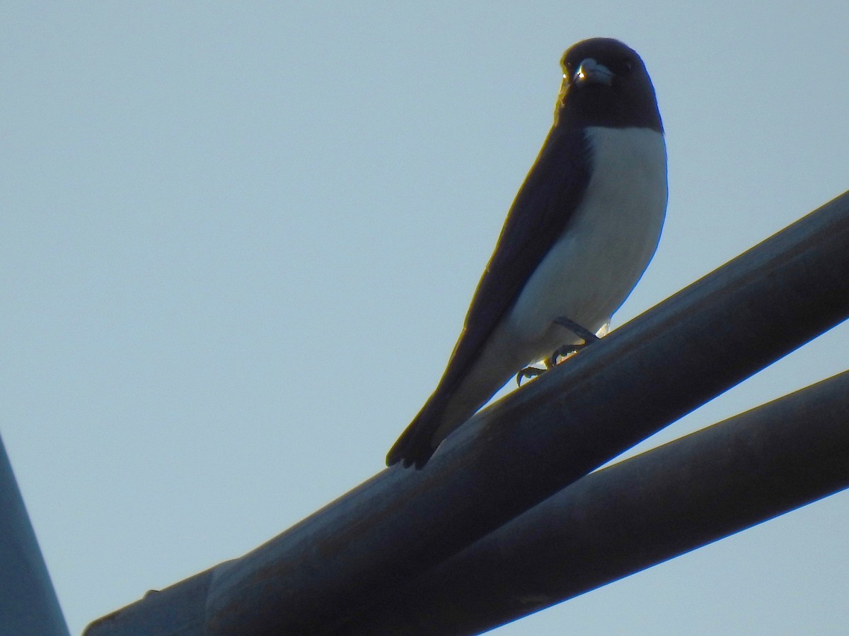 White-breasted Woodswallow - ML619216623