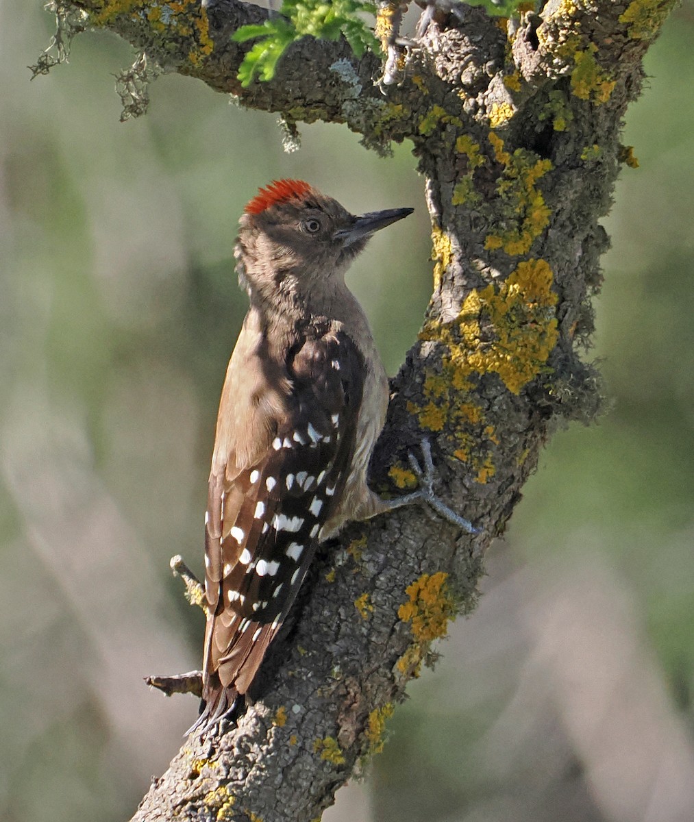 Arabian Woodpecker - ML619216626