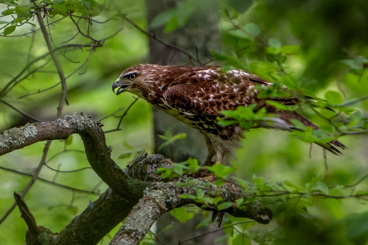 Red-tailed Hawk - ML619216648