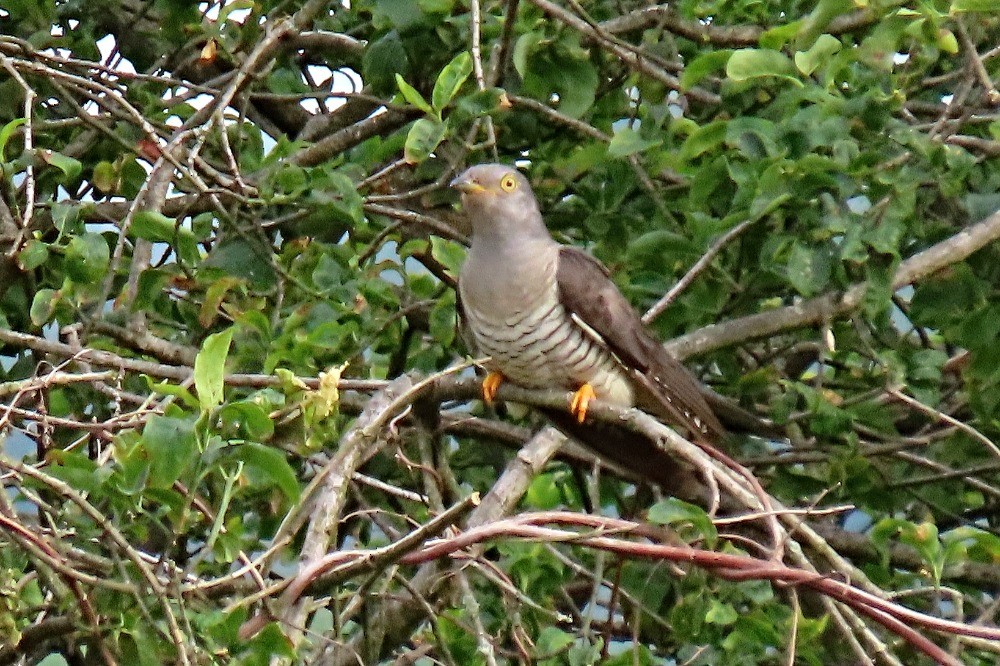 Common Cuckoo - ML619216717