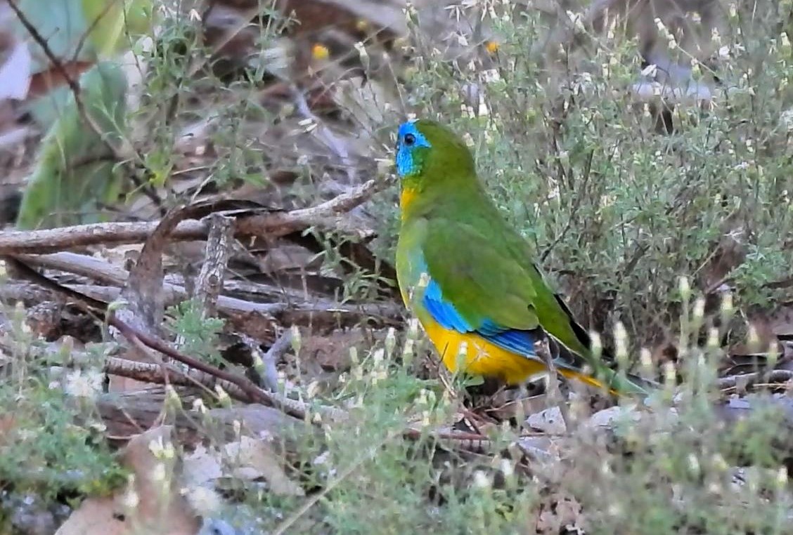Turquoise Parrot - ML619216748