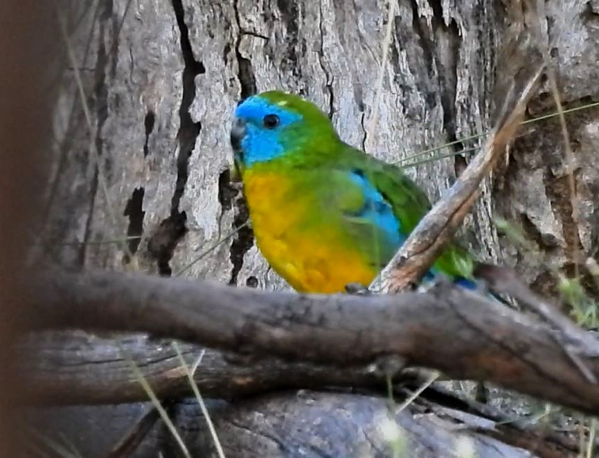 Turquoise Parrot - ML619216750