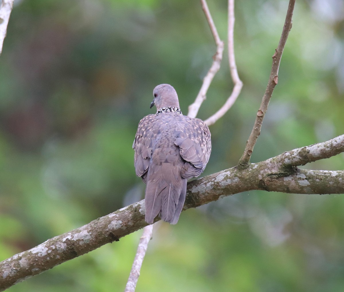 Spotted Dove - ML619216752