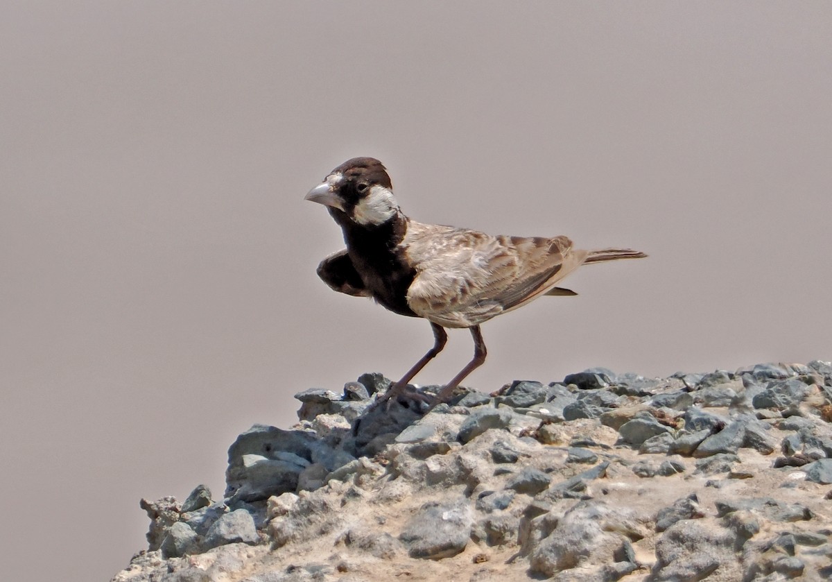 Black-crowned Sparrow-Lark - ML619216792