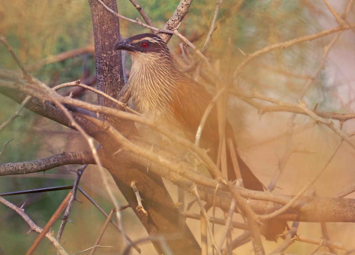 White-browed Coucal - ML619216837