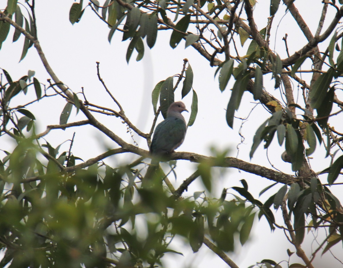 Green Imperial-Pigeon - ML619216854