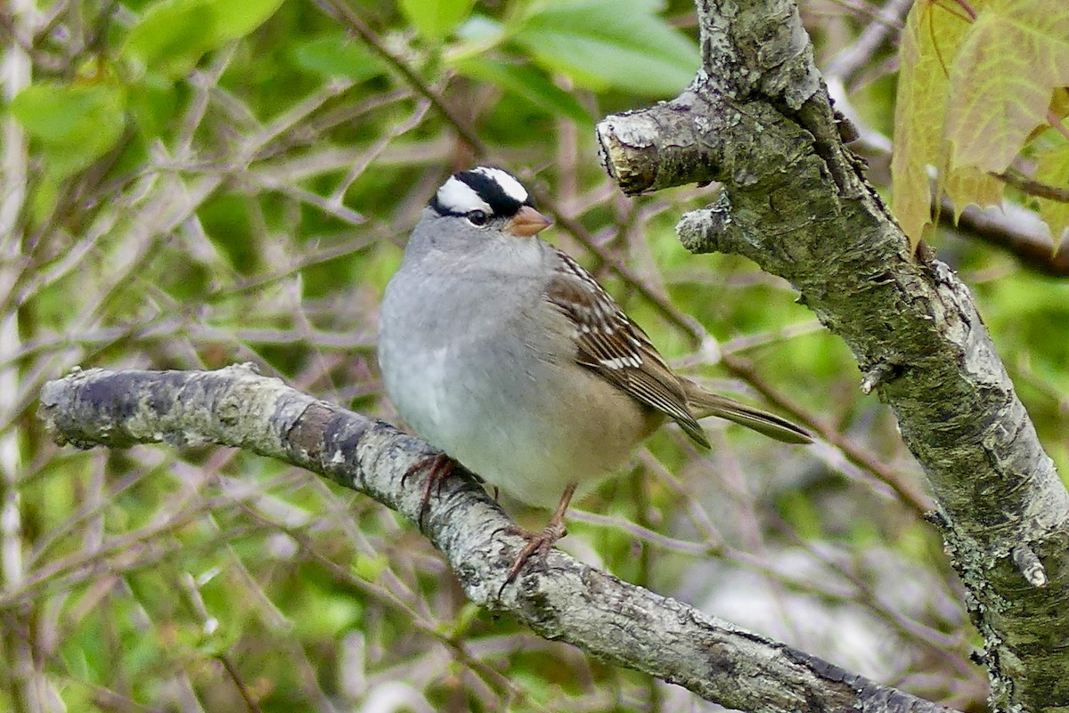 White-crowned Sparrow - ML619216857