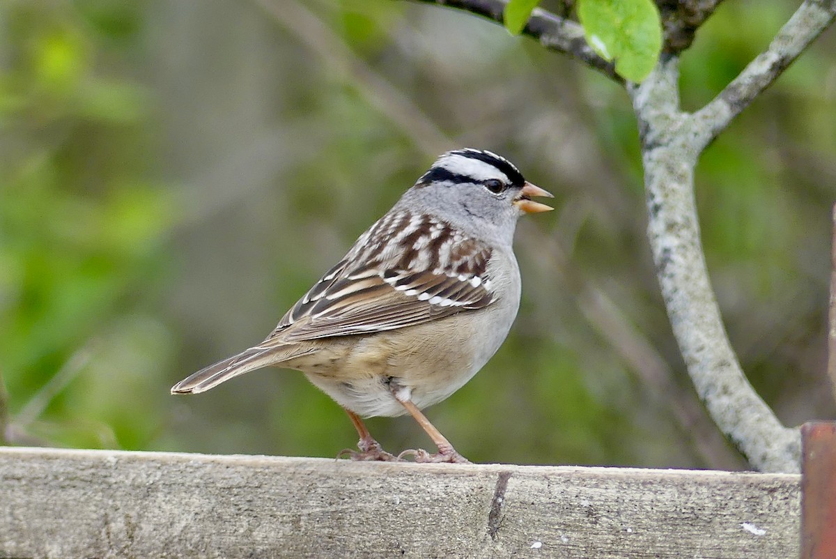 White-crowned Sparrow - ML619216858
