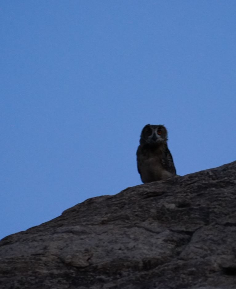 Rock Eagle-Owl - ML619216862