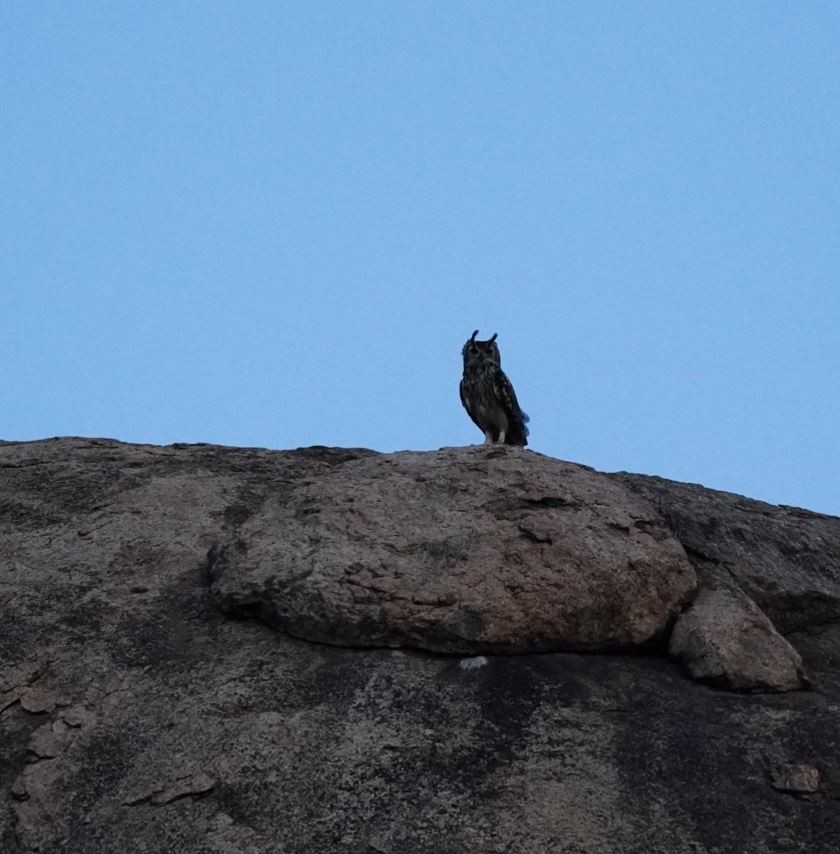 Rock Eagle-Owl - ML619216864