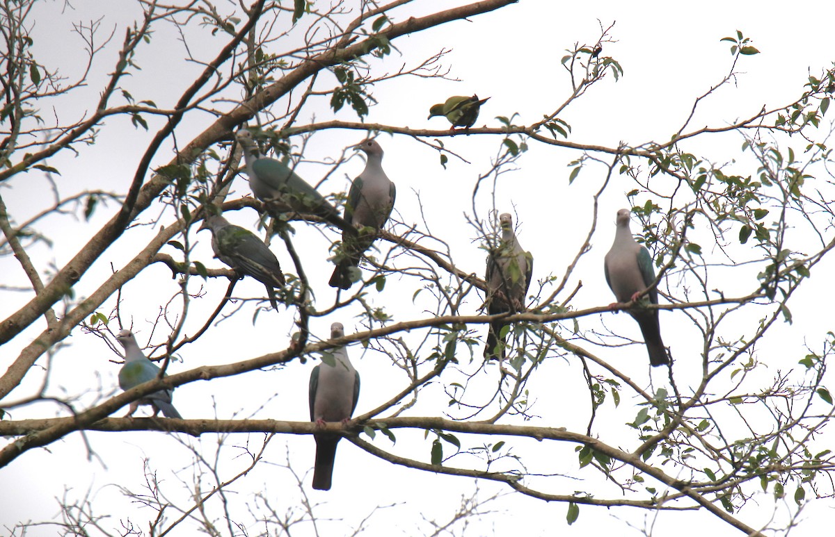 Green Imperial-Pigeon - ML619216899