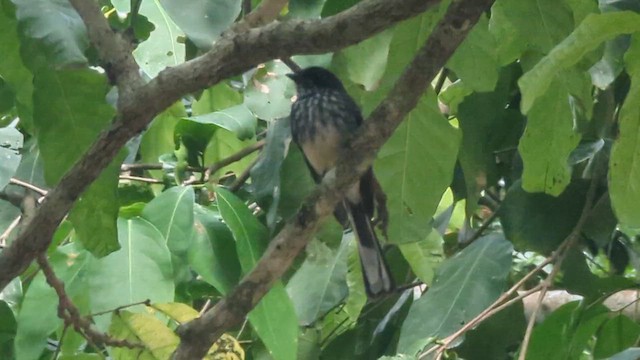 Northern Fantail (Rote) - ML619216909
