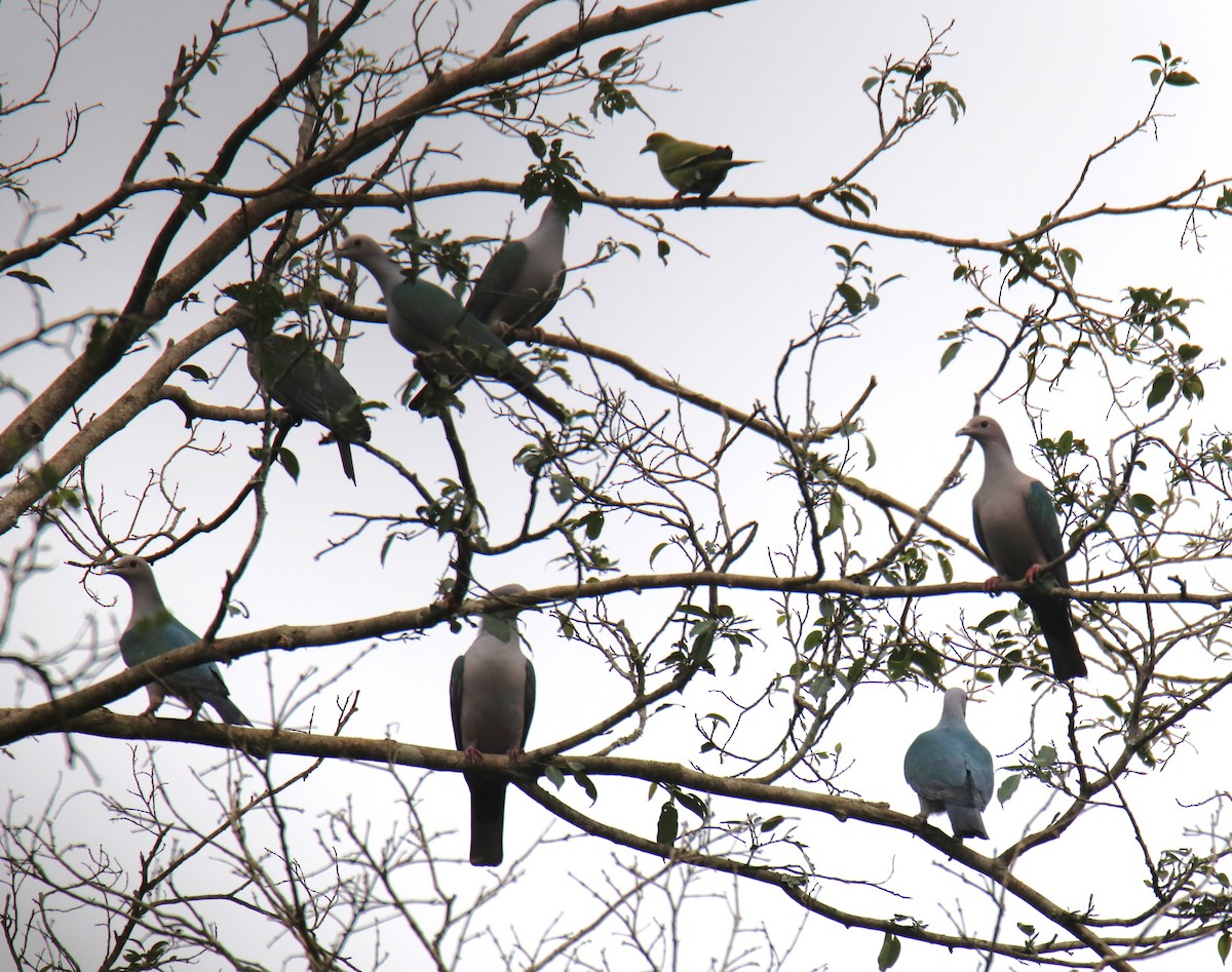 Green Imperial-Pigeon - ML619216914