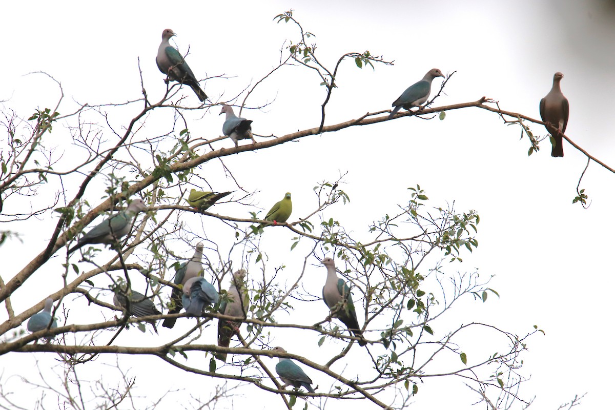 Pin-tailed Green-Pigeon - ML619216932
