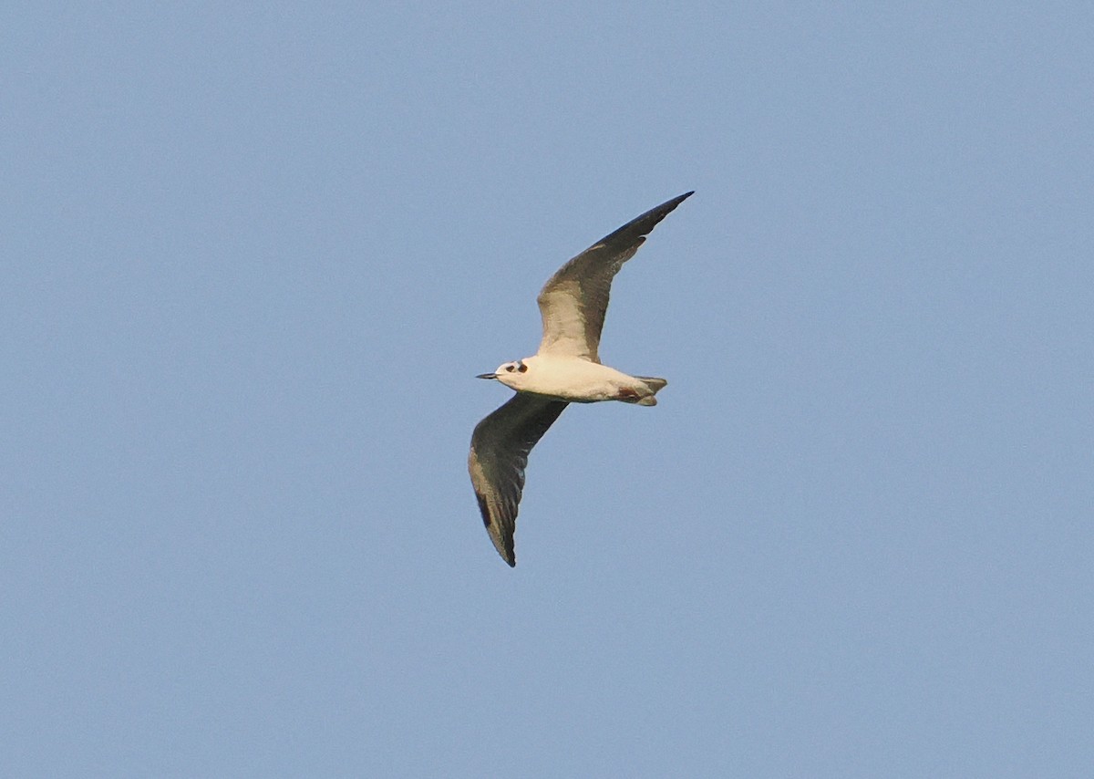 White-winged Tern - ML619216933
