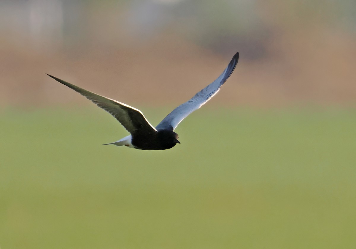 White-winged Tern - ML619216934
