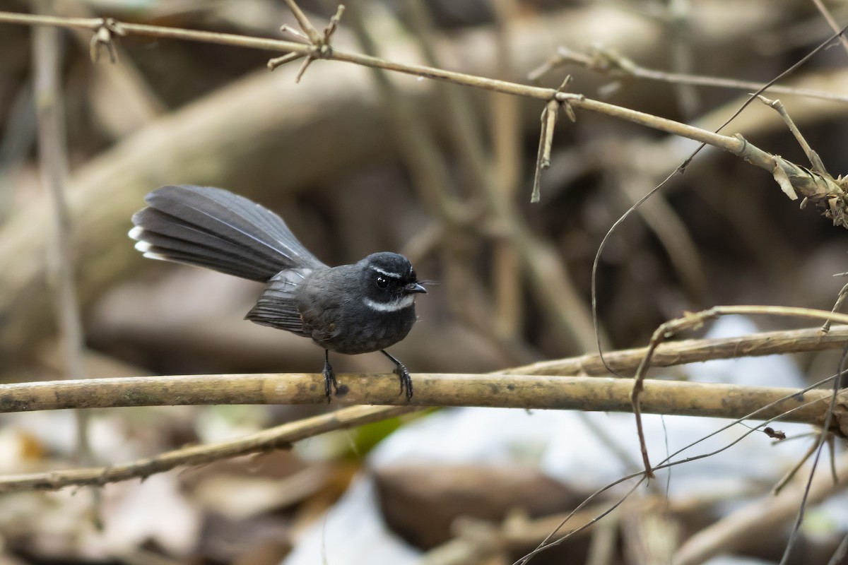 White-throated Fantail - ML619216972