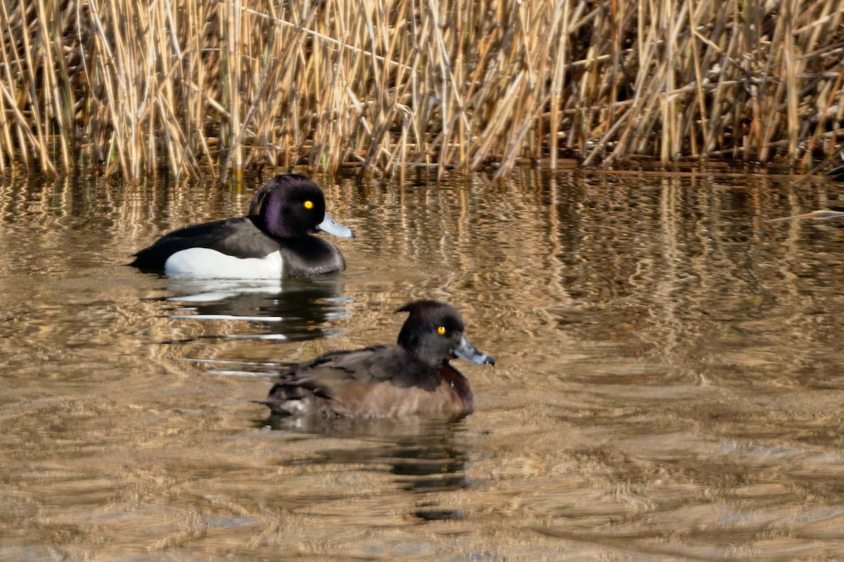 Tufted Duck - ML619216977