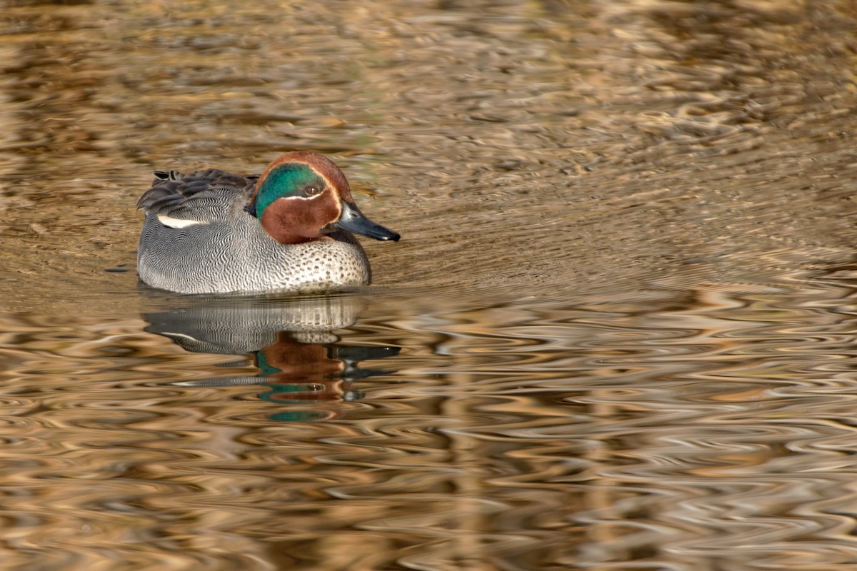 Green-winged Teal - ML619216991