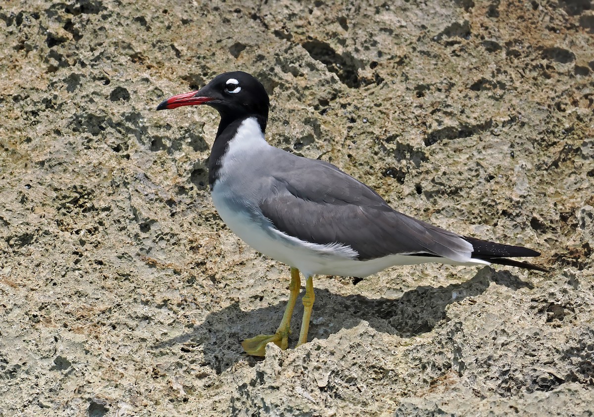 White-eyed Gull - ML619217016