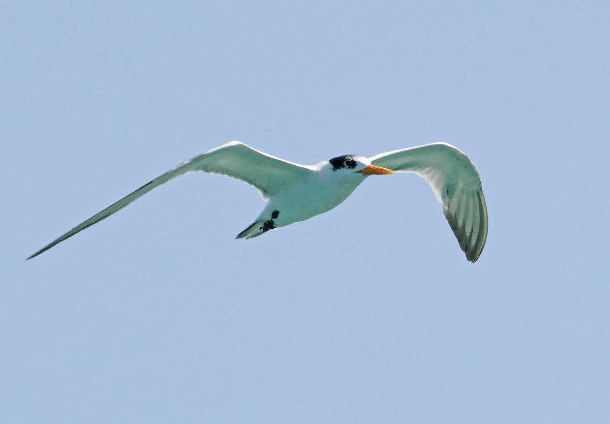 Lesser Crested Tern - ML619217035